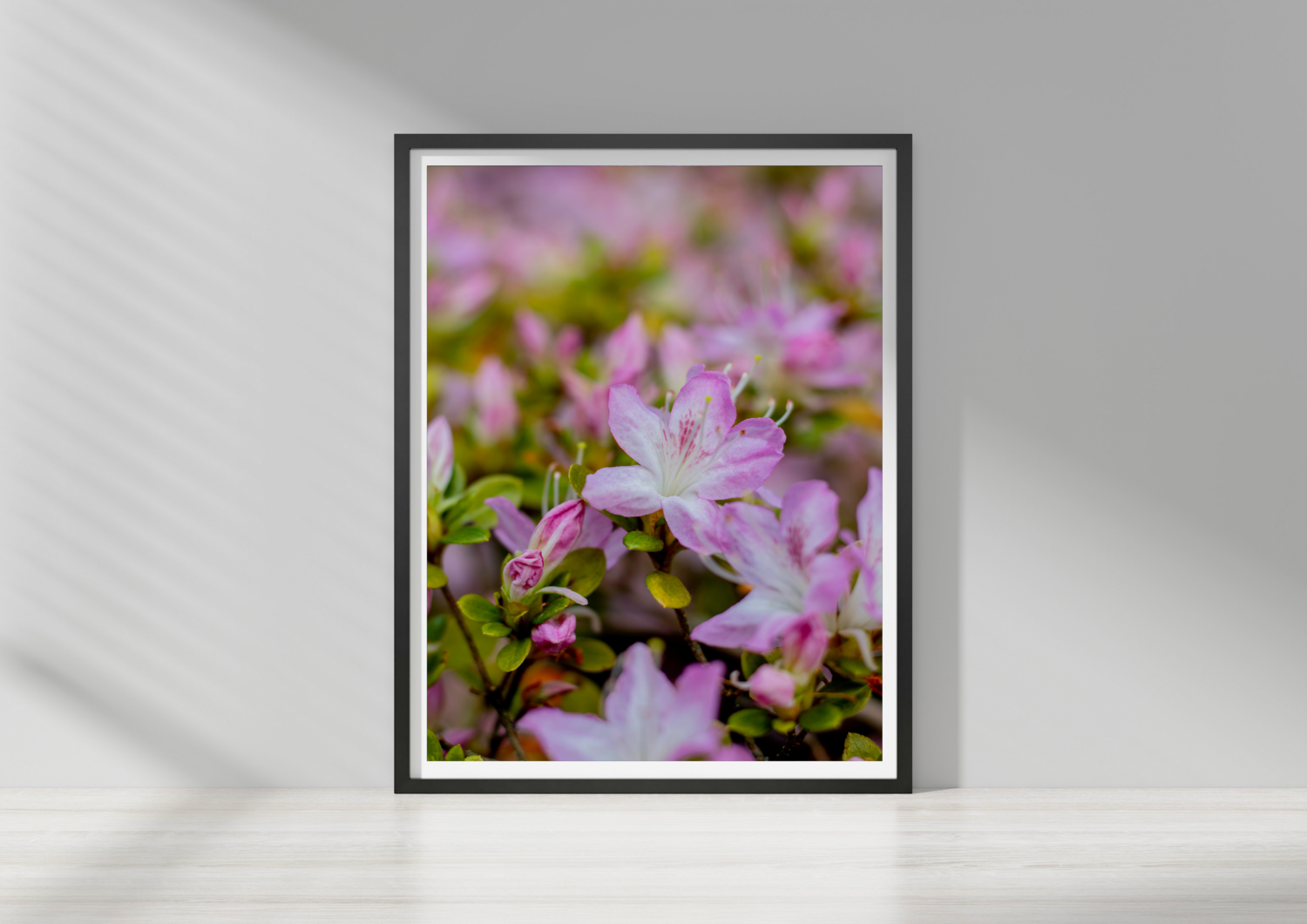 Pink in spring