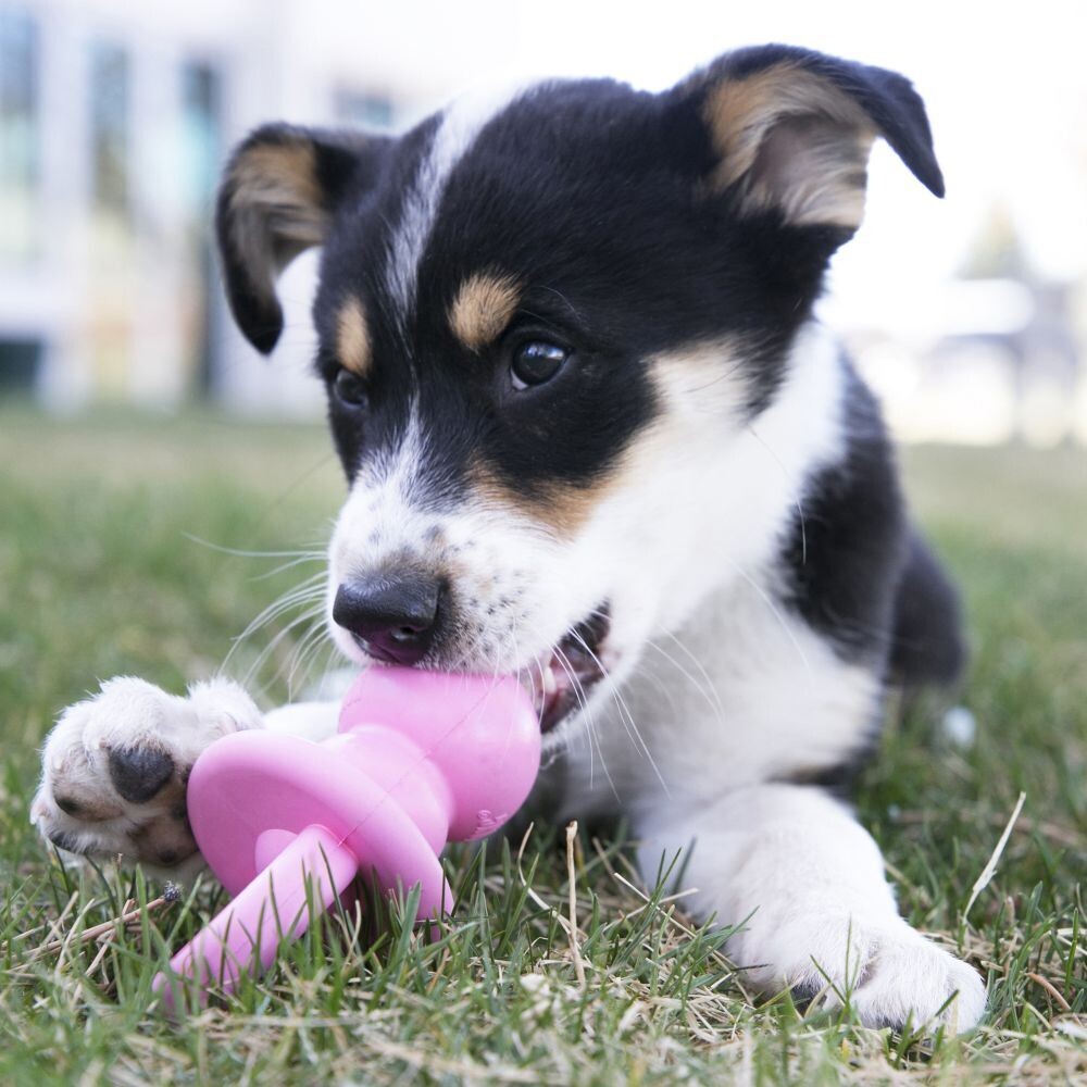 KONG Binkie Chew Toy For Puppy Dogs - 奶嘴磨牙漏食玩具