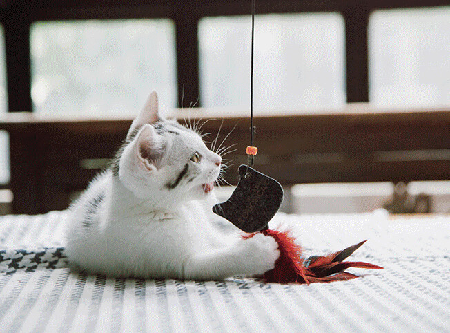 Touchcat Feather Teaser Cat Toy