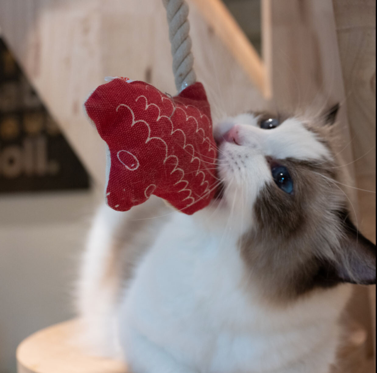 Pika Poo Enchanted Manta Catnip Cat Toy
