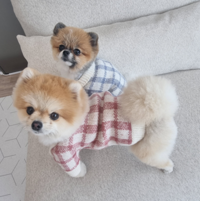 Plaid shirt for mediem or small bread dogs or cats - INS风韩国保暖毛衣