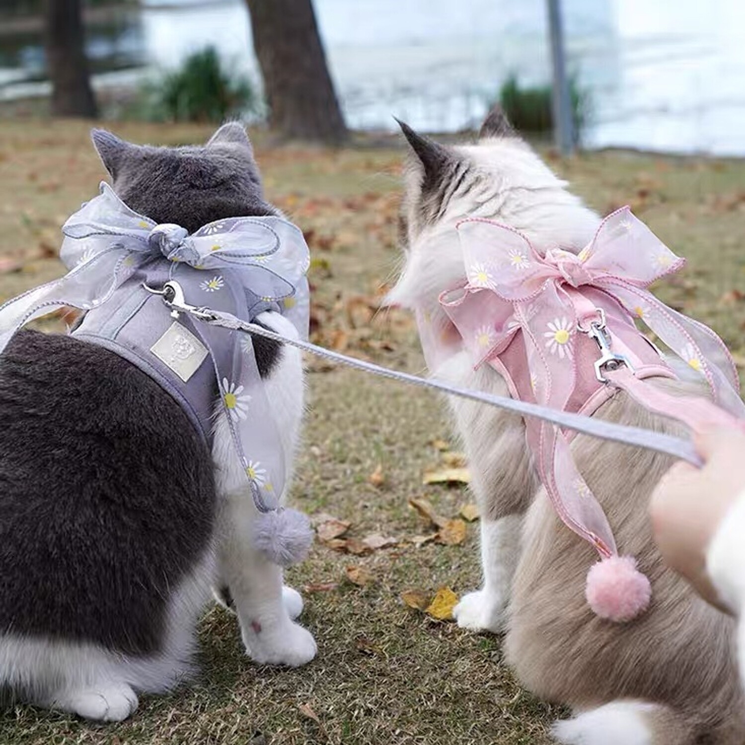 Cat Fairy Bow Tie Harness + Leash