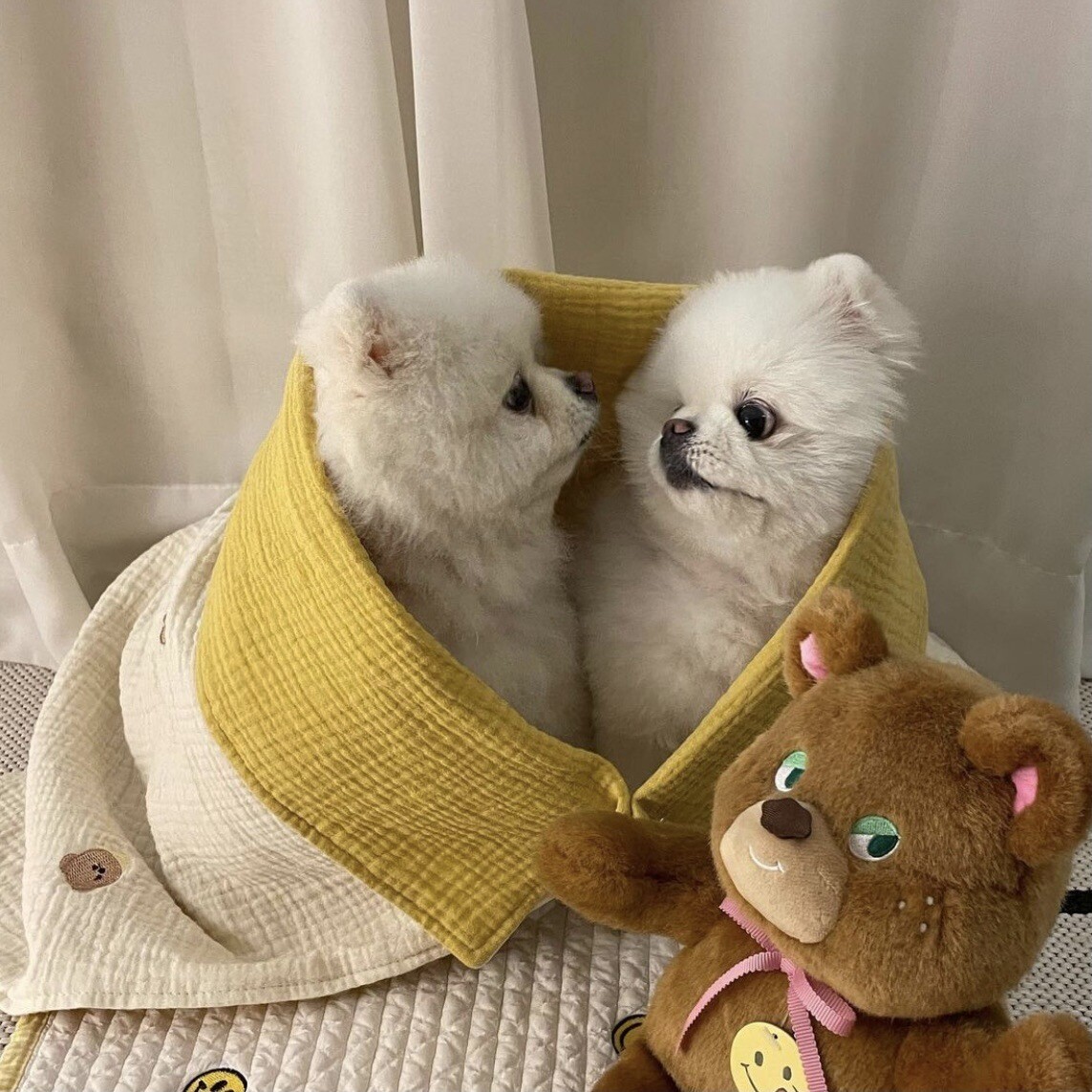 Double-sided Pet Blanket - 纯棉四层纱布刺绣宠物空调被子