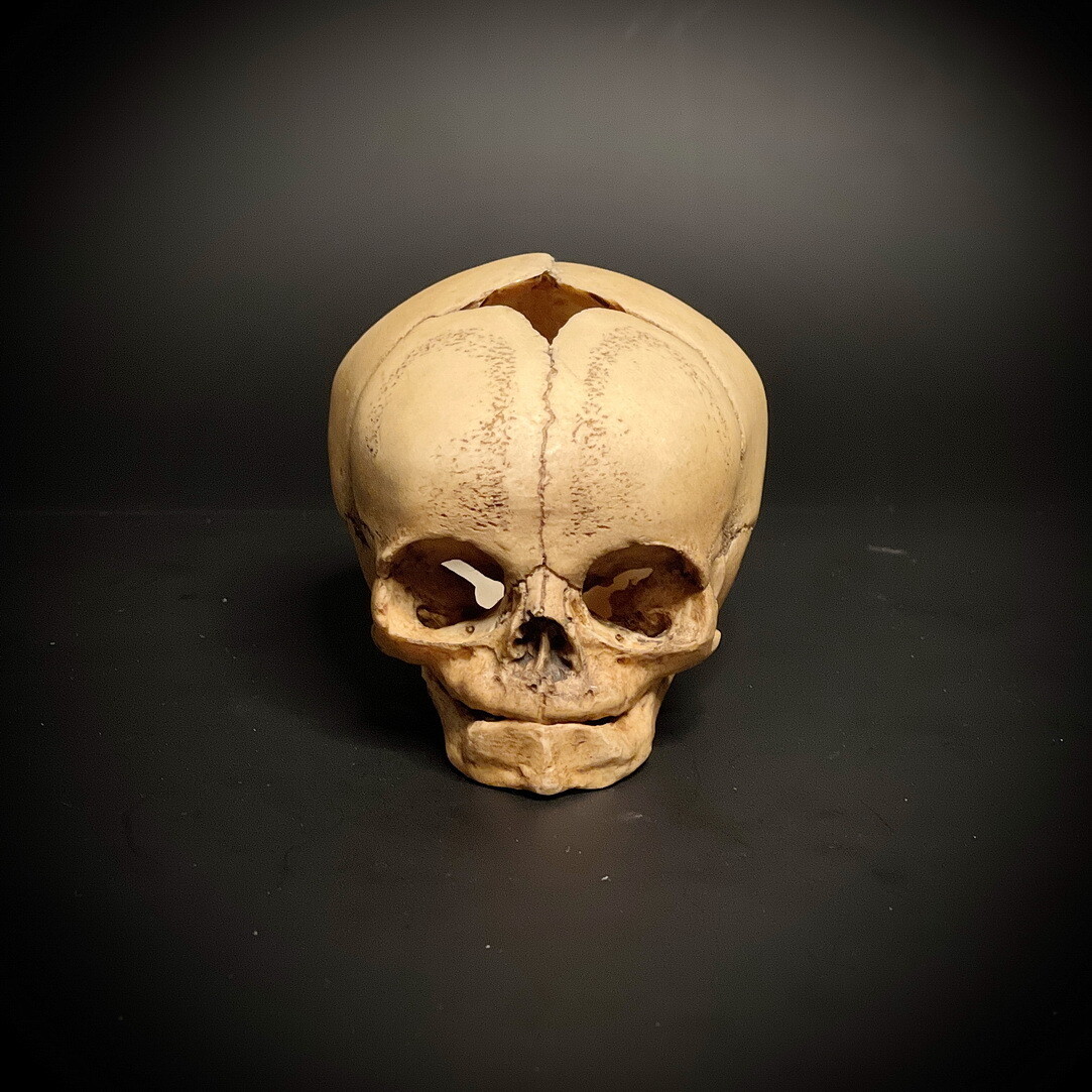 Human skull replica (newborn skull)
