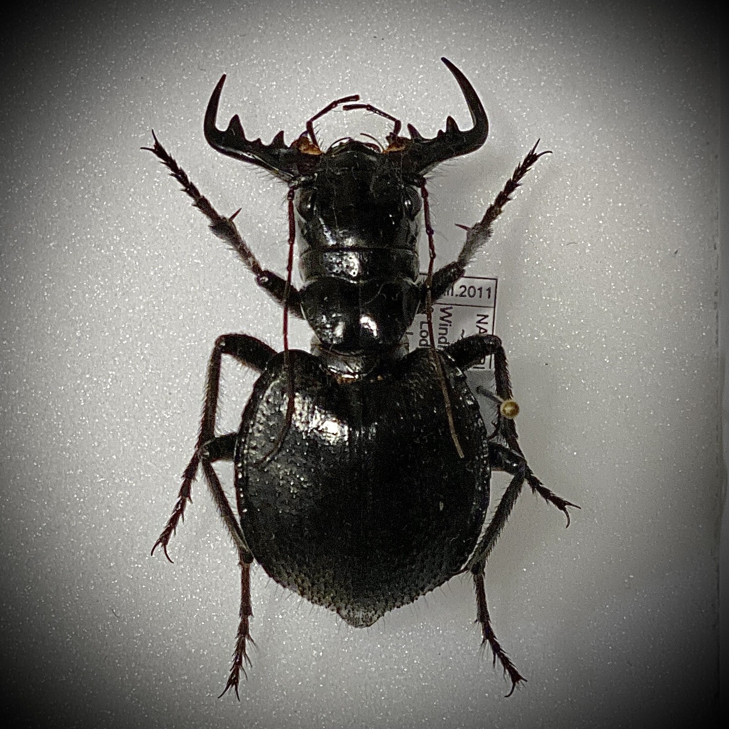 Стб полевая модернизация. Полевая модернизация новая механика в world of tanks. Мантикора полевая модернизация 2023. Мантикора полевая модернизация 2023. Мантикора полевая модернизация 2023.