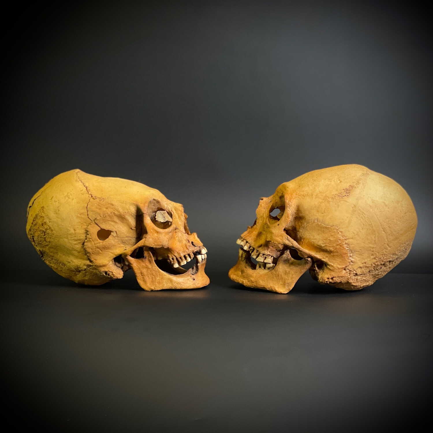 Череп человека мужской + череп человека женский (анатомические модели)