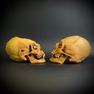 Череп человека мужской + череп человека женский (анатомические модели)