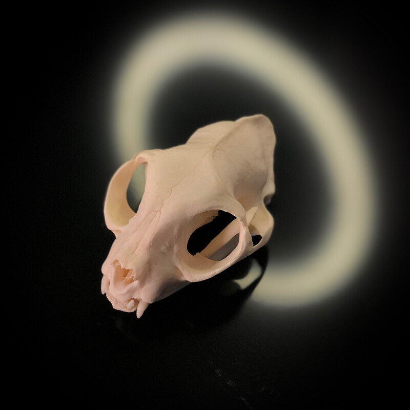 Как выглядит череп кота ArtStation Meowmento Mori Cat Skull