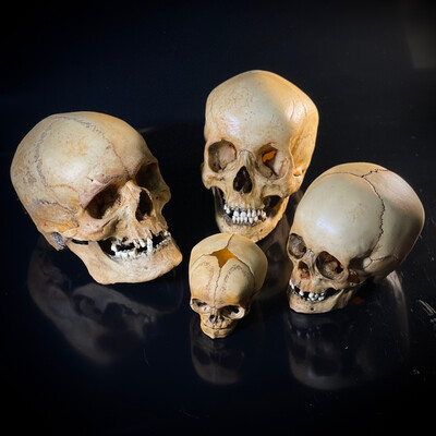 Набор анатомических моделей (мужской череп человека с метопизмом + женский череп человека азиатский + череп ребенка + череп младенца)
