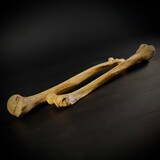 Human humerus replica 