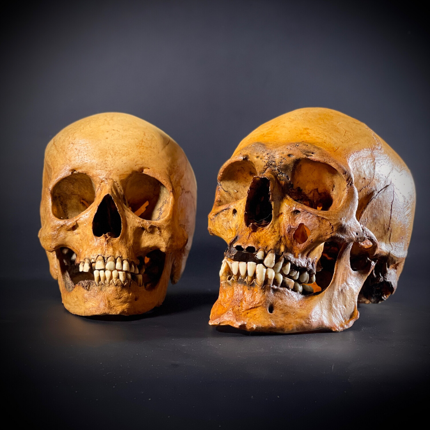 Human skull replica set two 