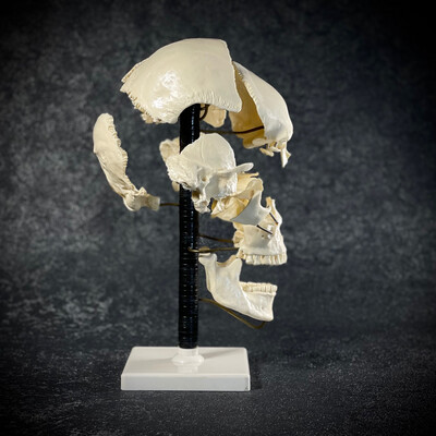 Анатомическая модель кости черепа человека