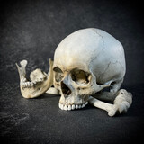 Human skull replica with bones 