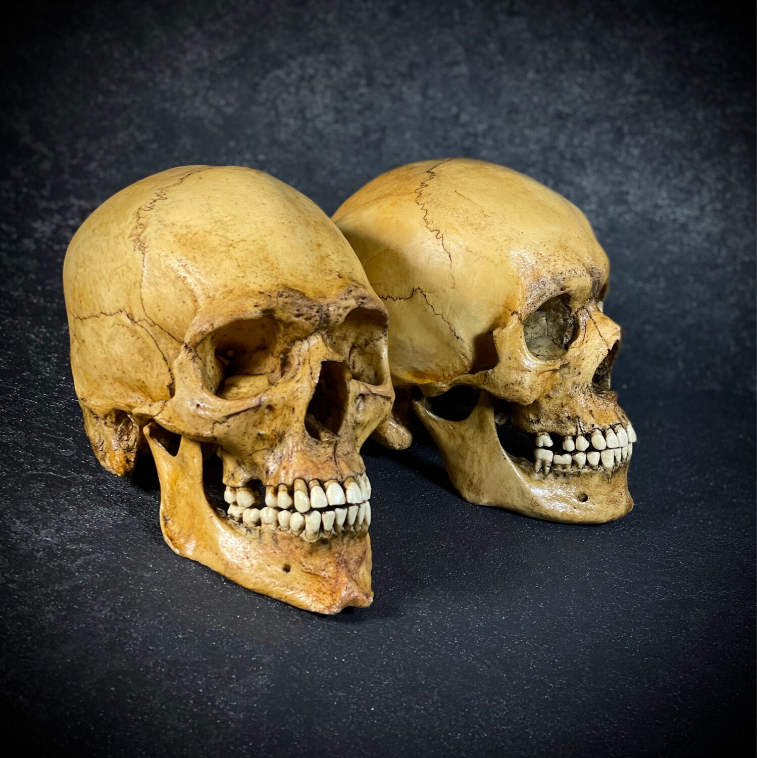 Skull 1. Skull 1