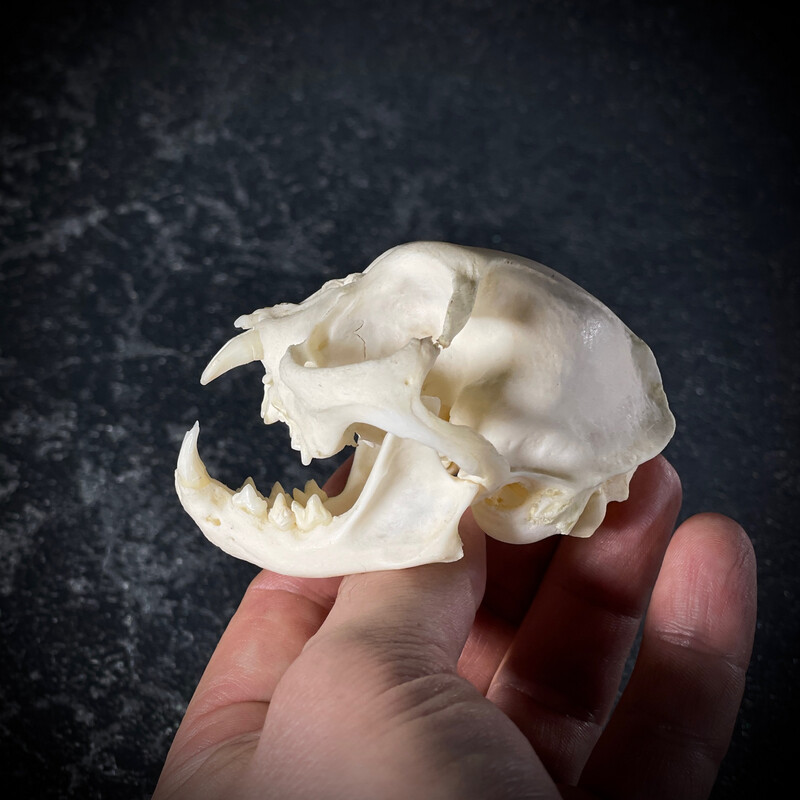 Как выглядит череп кота Cat Skull Mask Top Half Bone Painted Etsy Masken