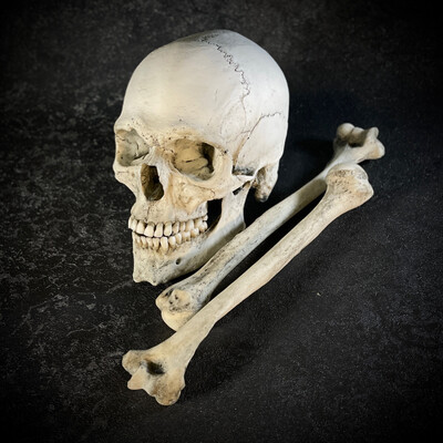 Череп человека с костями (анатомические модели)