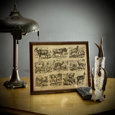 Lithography “Antelope”