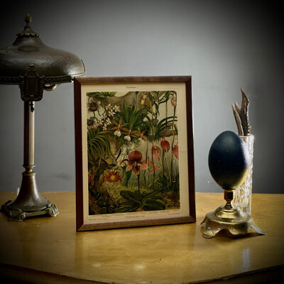 Lithography “Orchids”