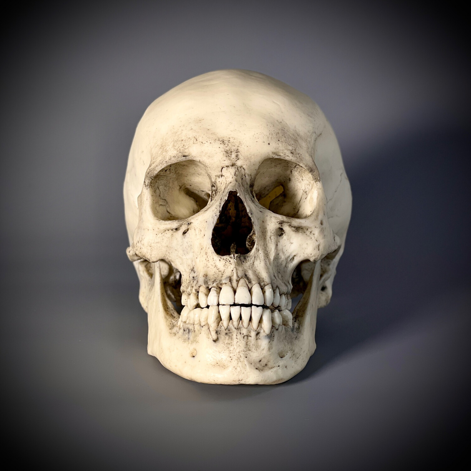 Human skull replica 