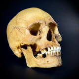 Human skull replica (female)