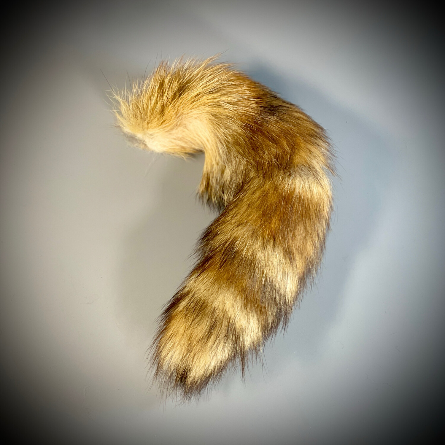 Tail fox 