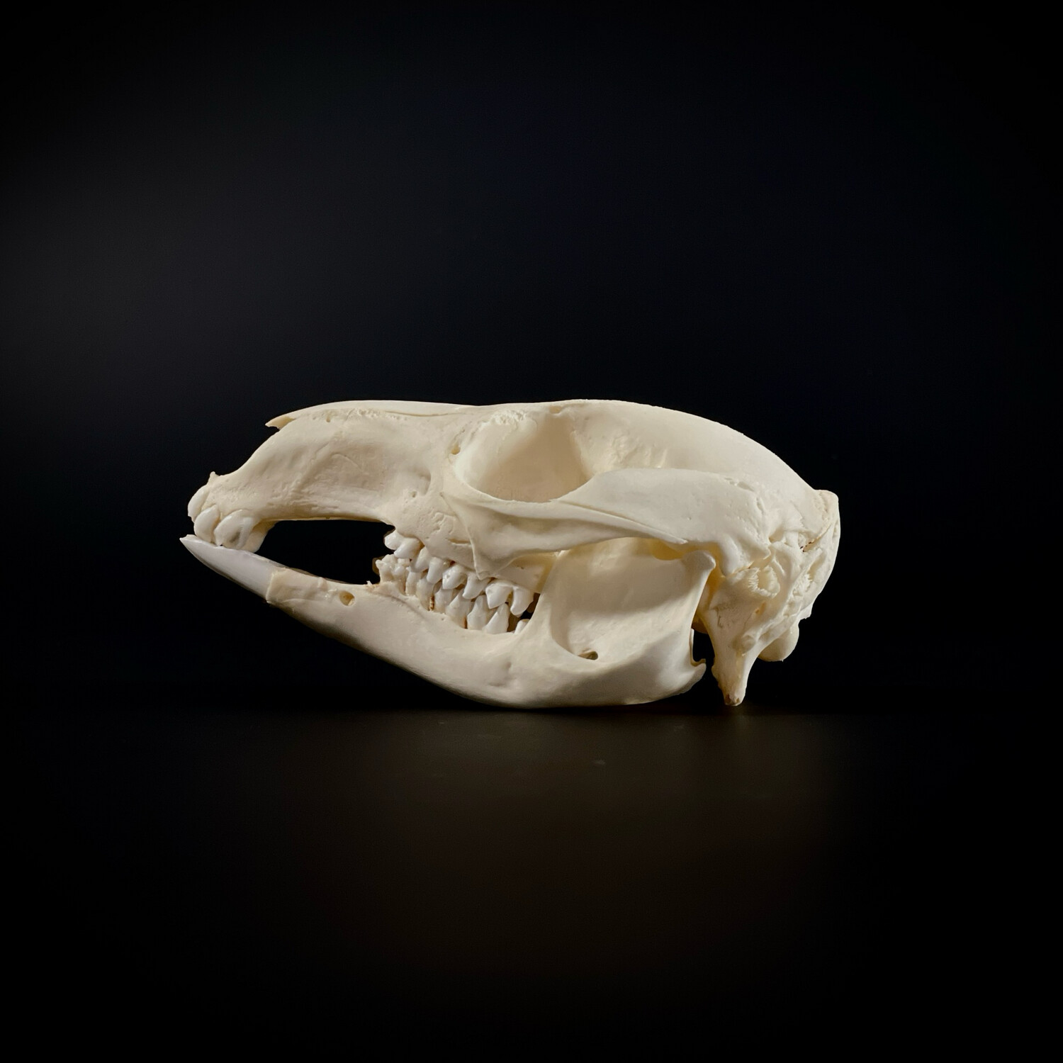 Valabi skull