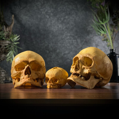 Набор анатомических моделей (мужской череп, женский череп, череп младенца) 