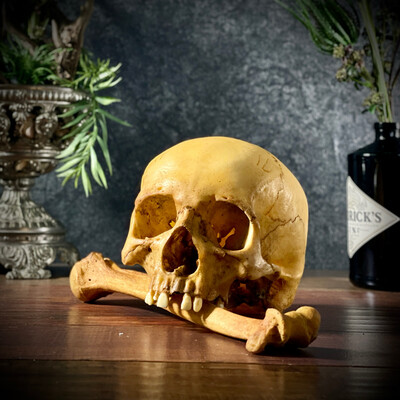 Мужской череп человека без нижней челюсти в комплекте с плечевой костью (анатомические модели)