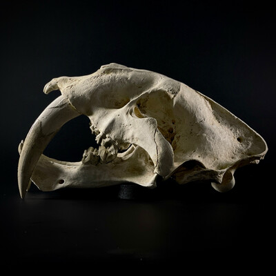 Smilodon (реплика) ископаемый саблезубый кот 