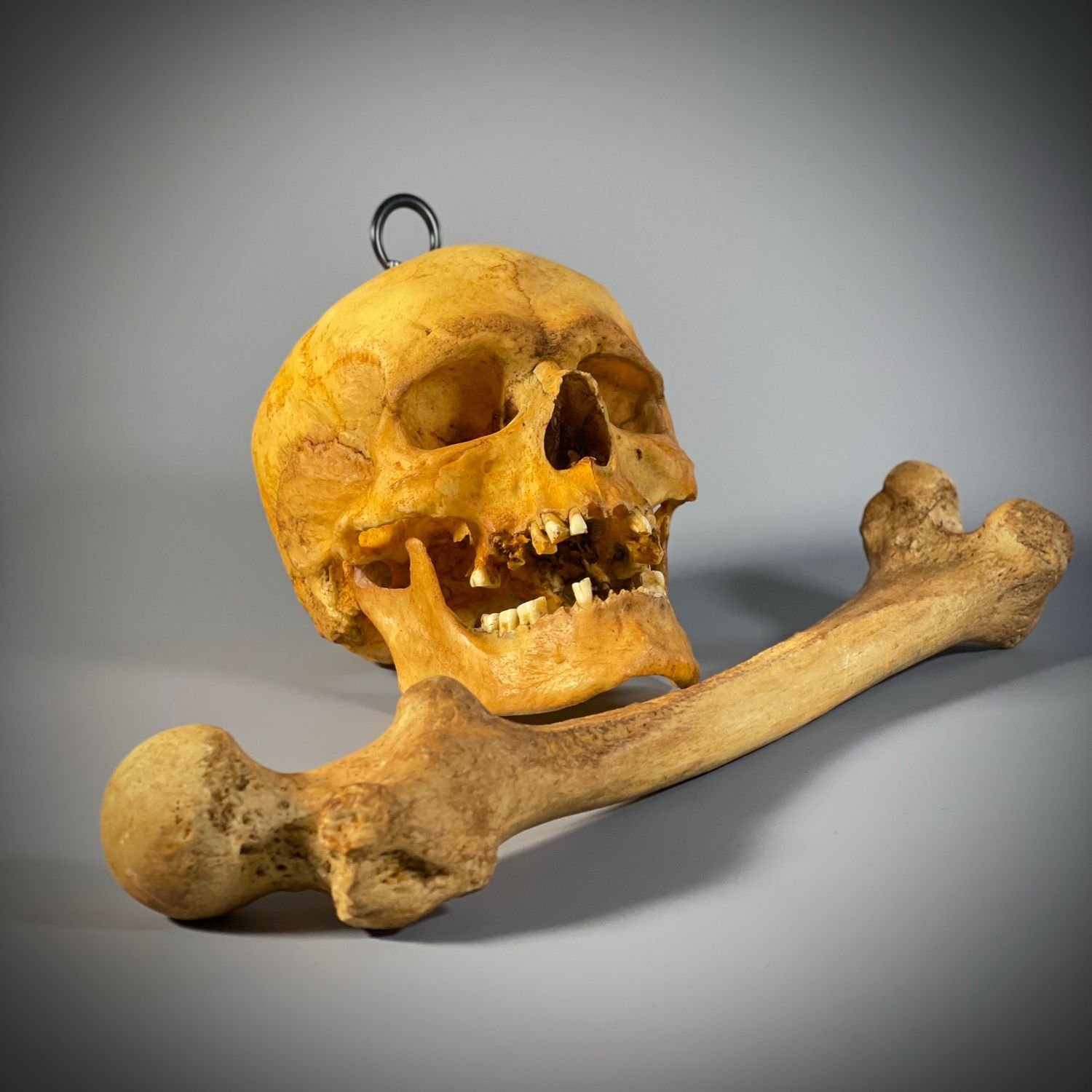Human skull replica human femur replica 