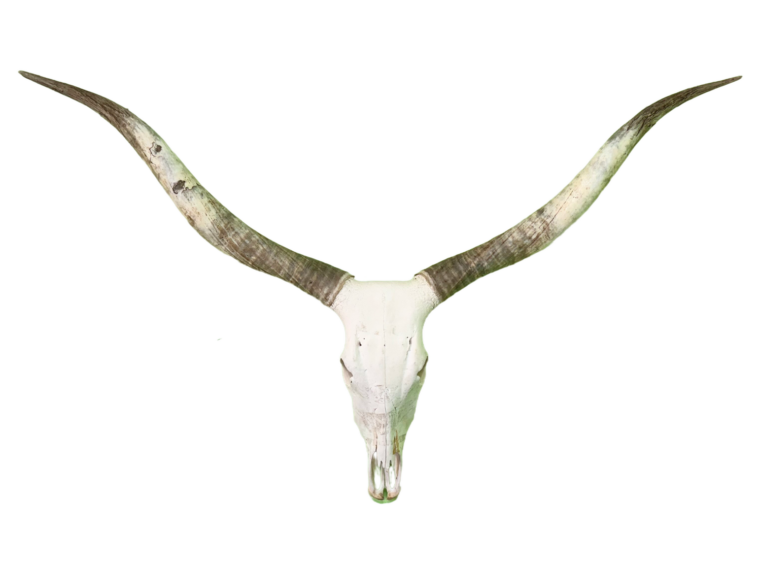 Longhorn Watussi