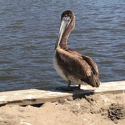 Pelican, Egret &amp; Heron