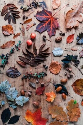 Earthy/Woody