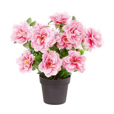 28CM POTTED PALE PINK BEGONIA
