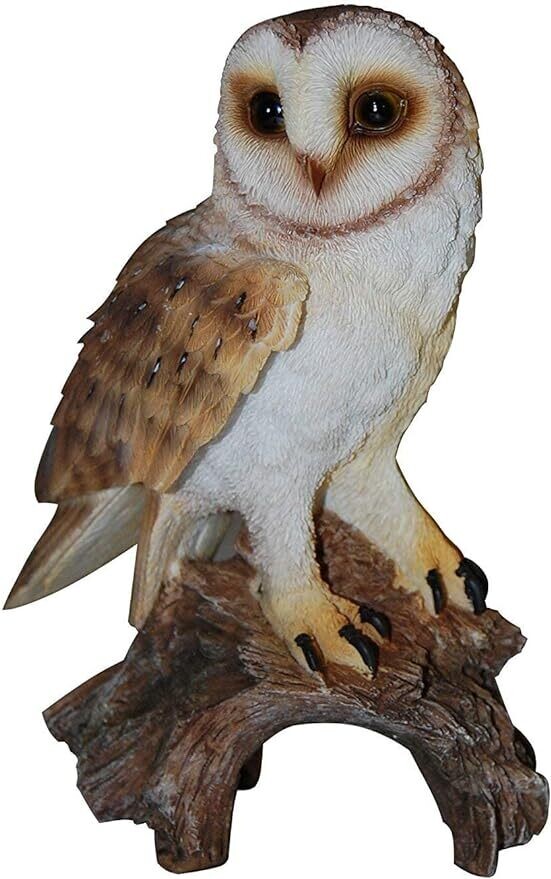Barn Owl