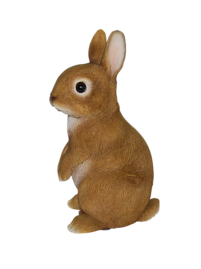 Young Rabbit