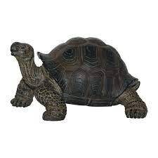 Tortoise