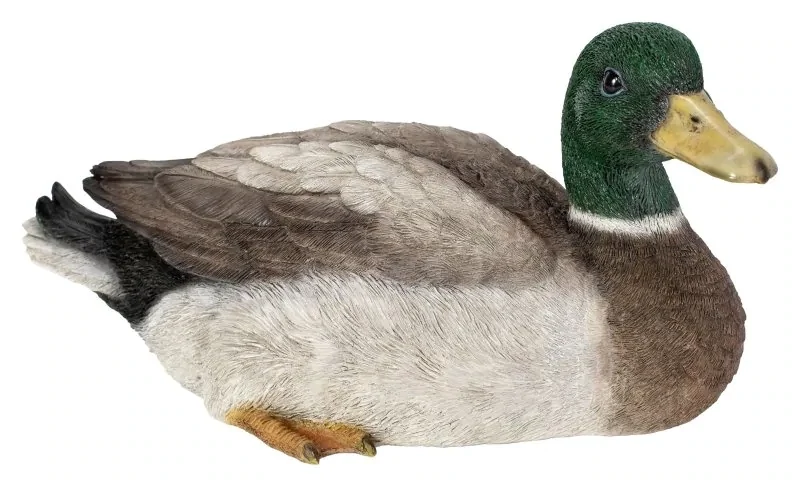 Squatting Mallard Duck