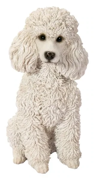 Poodle White Sitting