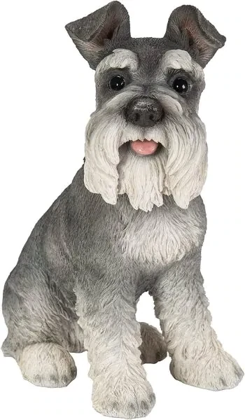 Miniature Schnauzer Sitting