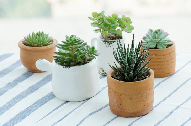 Planters &amp; Plant pots