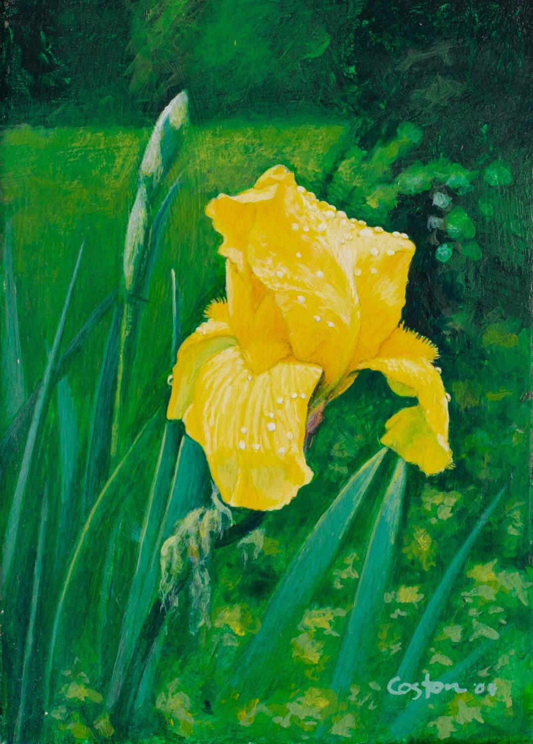 Yellow Iris - Original Painting