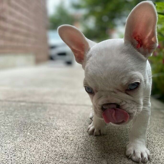 White French Bulldog Puppies for sale