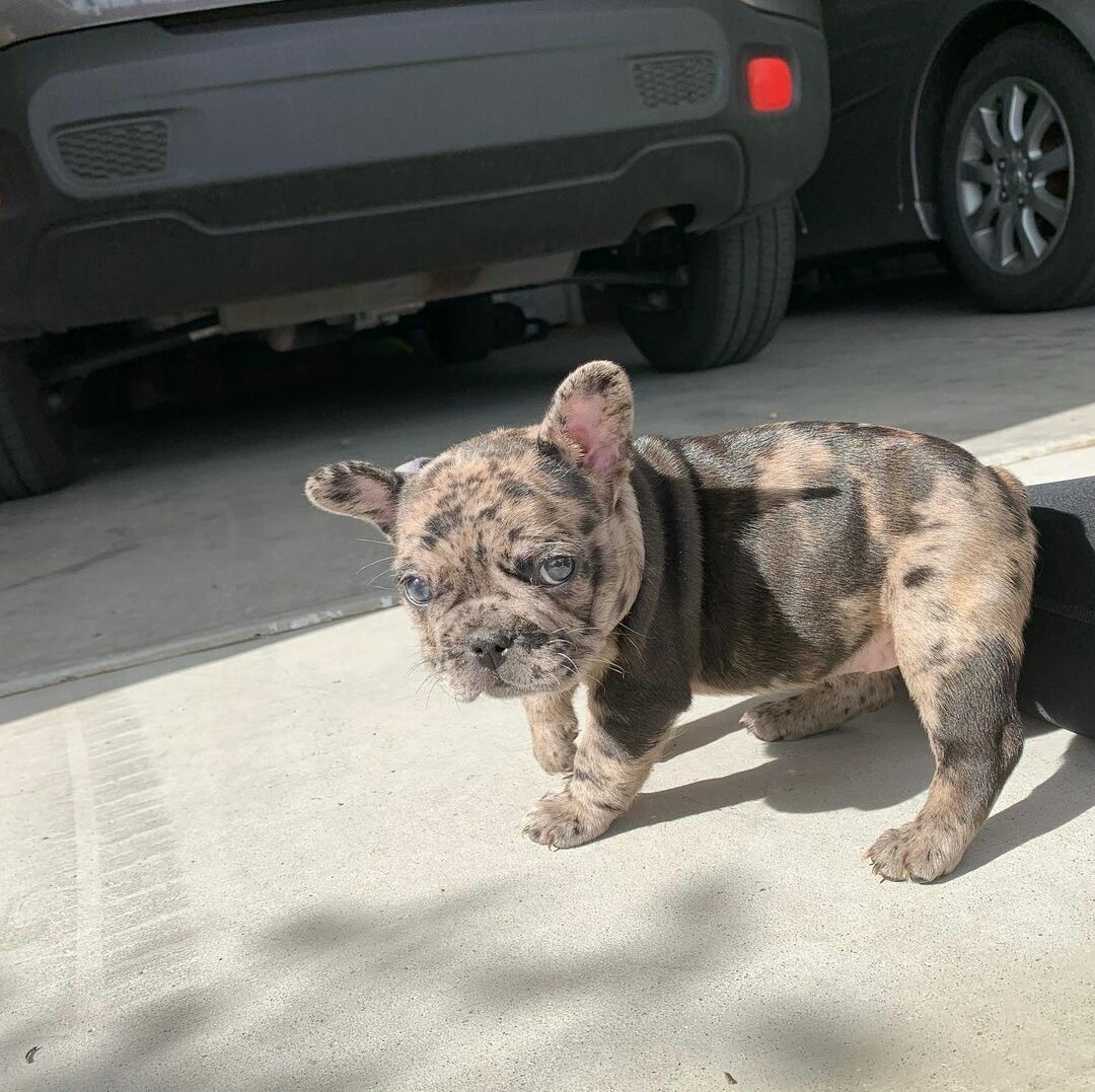 Brindle Brown French Bulldog puppies for sale