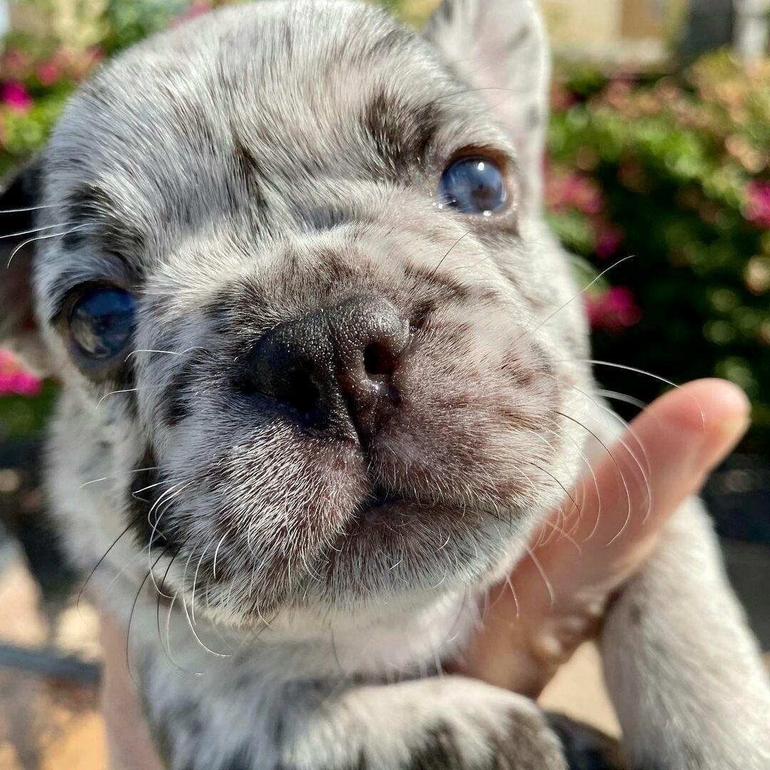 White Merle French Bulldog Puppies for sale. Male and Female puppies