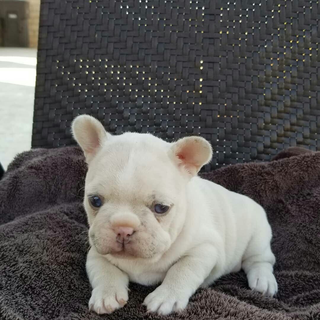 white Fawn French Bulldog Puppies for sale