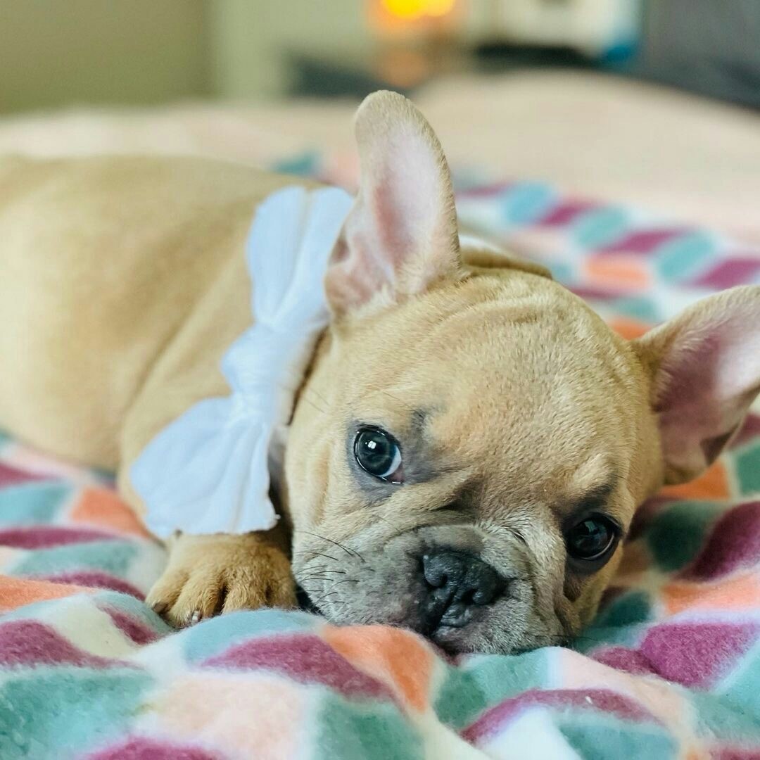 Fawn French Bulldog Puppies for sale! Male and Female