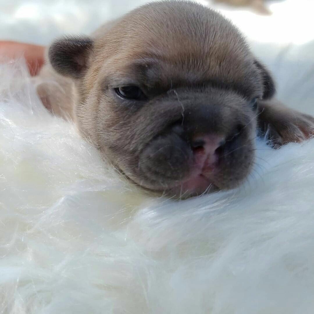 Lilac Brown French Bulldog Puppies for sale.