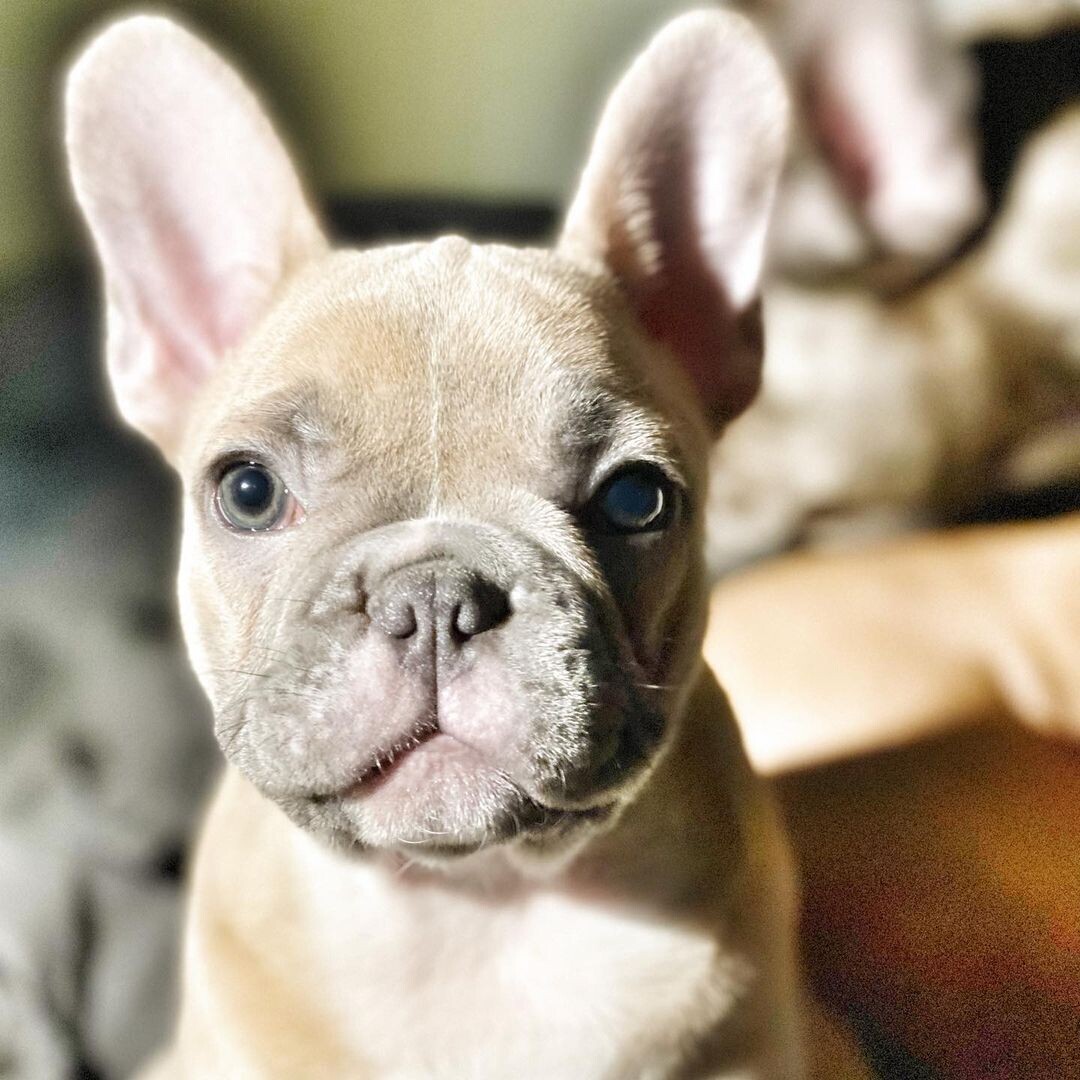 Fawn frenchie for sale sales