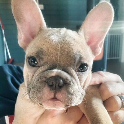 Fawn French Bulldog puppy. Exclusive baby frenchie puppy for sale